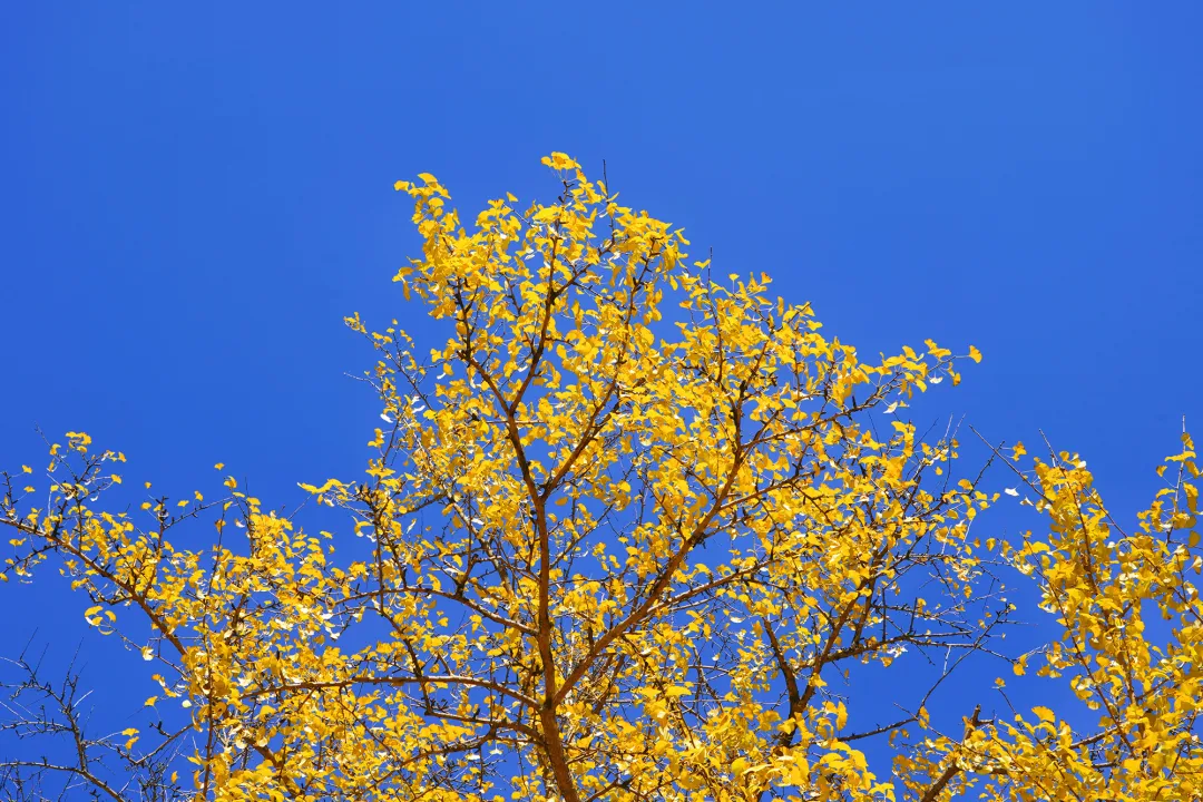 银杏叶黄时，一树一诗行！你最想和谁一起去看呢？