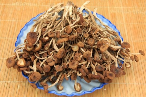明月山茶树菇